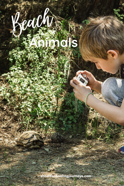 An image showing a child taking a photo of a turtle with the title Beach Animals