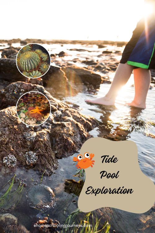 An image of a child at a tide pool with the title Tide Pool Exploration.