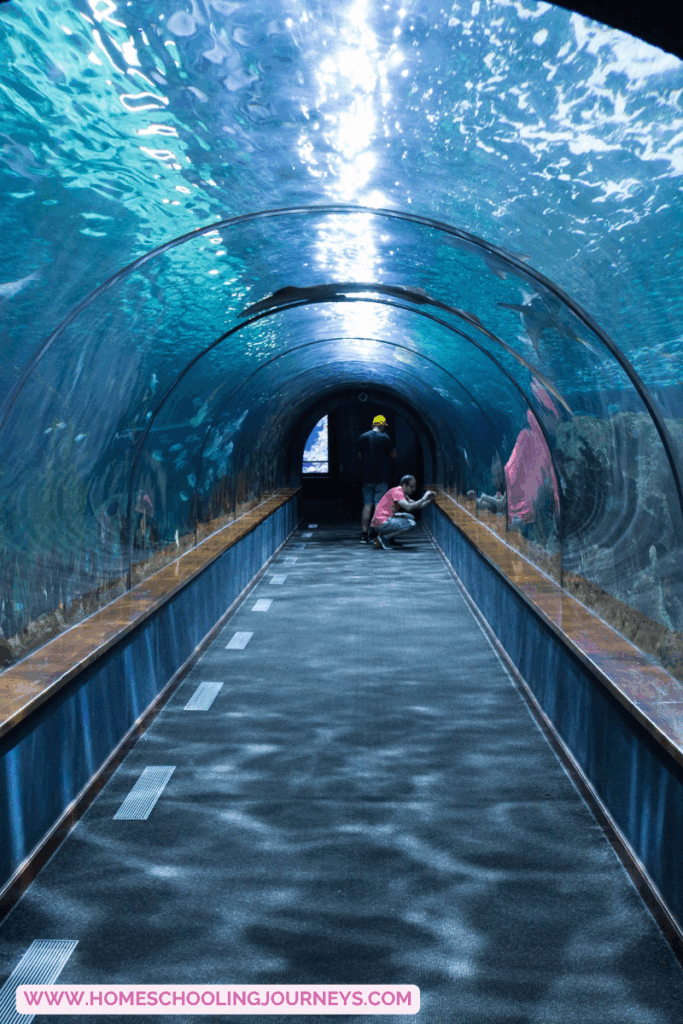 An image of a tunnel inside an aquarium and two people taking pictures. 