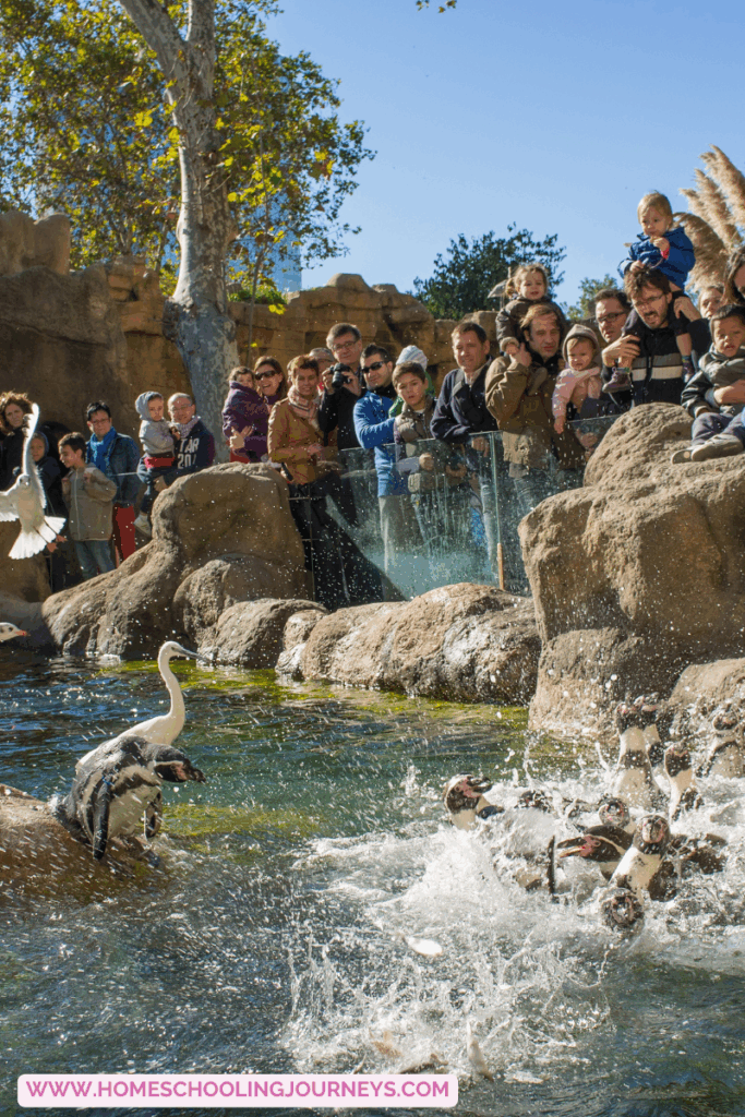 An image of people at a zoo observing a penguin exhibit.  